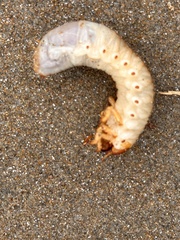 Pericoptus