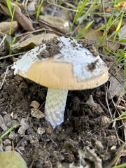 Amanita velosa