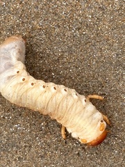 Pericoptus