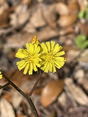 Youngia