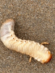 Pericoptus
