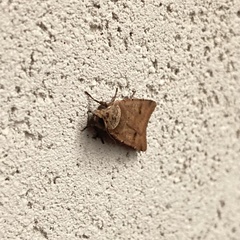 Cerastis faceta