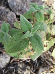 Buddleja cordata