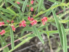 Indigofera linifolia