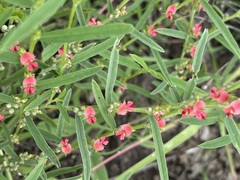 Indigofera linifolia