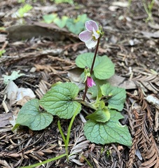 Viola ocellata