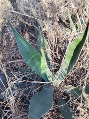 Agave salmiana