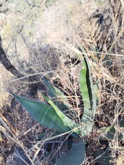 Agave salmiana