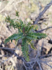 Eysenhardtia polystachya