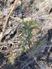 Eysenhardtia polystachya