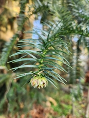 Cunninghamia lanceolata