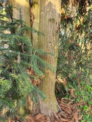 Cunninghamia lanceolata