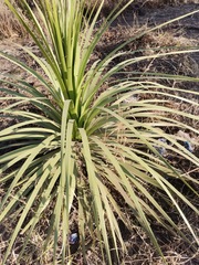 Nolineae