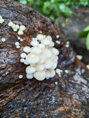 Favolaschia manipularis