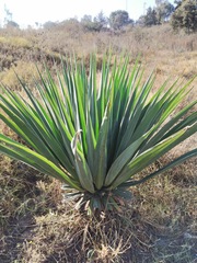 Furcraea parmentieri