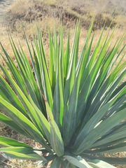 Furcraea parmentieri