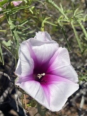 Ipomoea calobra