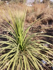 Nolineae