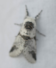 Furcula scolopendrina