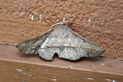 Antictenia punctunculus