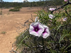 Ipomoea calobra