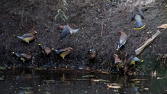 Bombycilla cedrorum
