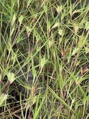 Iseilema macratherum