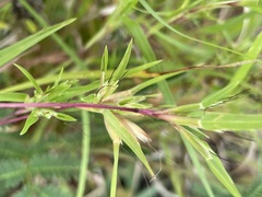 Iseilema macratherum