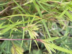 Iseilema macratherum