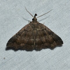 Phalaenostola larentioides