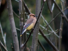 Bombycilla cedrorum