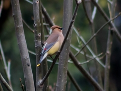 Bombycilla cedrorum