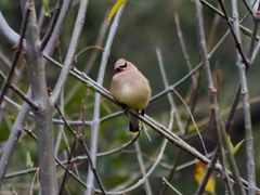 Bombycilla cedrorum