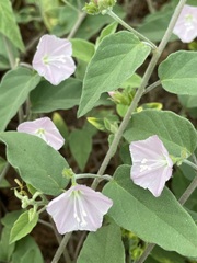 Jacquemontia paniculata