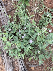 Jacquemontia paniculata