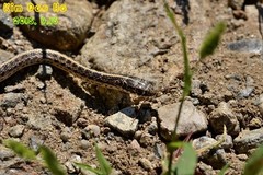 Orientocoluber spinalis