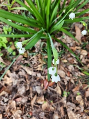 Leucojum