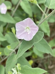 Jacquemontia paniculata