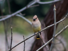 Bombycilla cedrorum