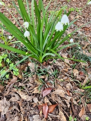 Leucojum
