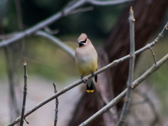 Bombycilla cedrorum