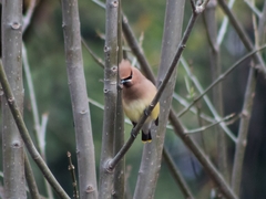 Bombycilla cedrorum