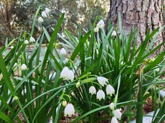 Leucojum