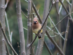 Bombycilla cedrorum