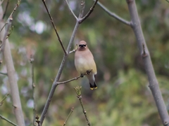 Bombycilla cedrorum