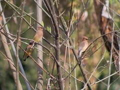 Bombycilla cedrorum