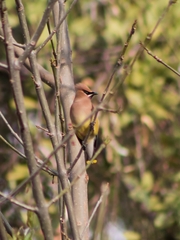 Bombycilla cedrorum