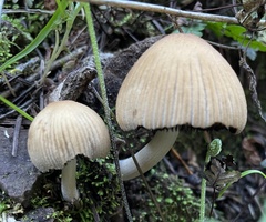 Coprinellus impatiens