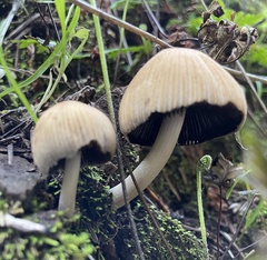 Coprinellus impatiens