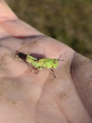 Chimarocephala pacifica